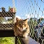 Gatos