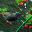 Pajaros